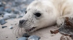 Naši menší bratia (17 fotografií)